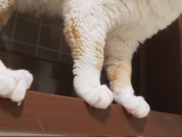 なみなみならぬ気合いを感じる！　飼い主のお腹に飛び込む直前の猫