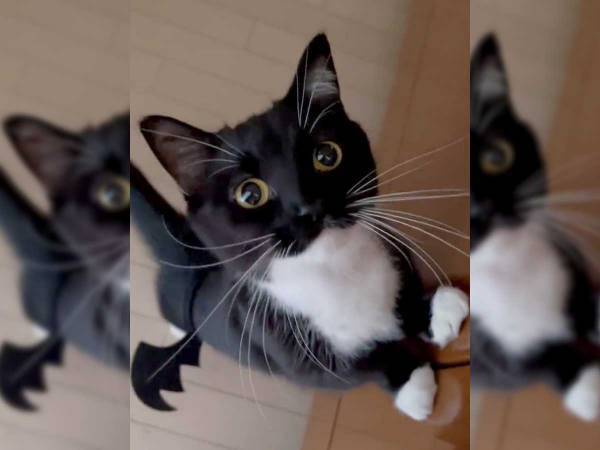 ２本足で立ってアピール！「メロメロになる」おねだり方法