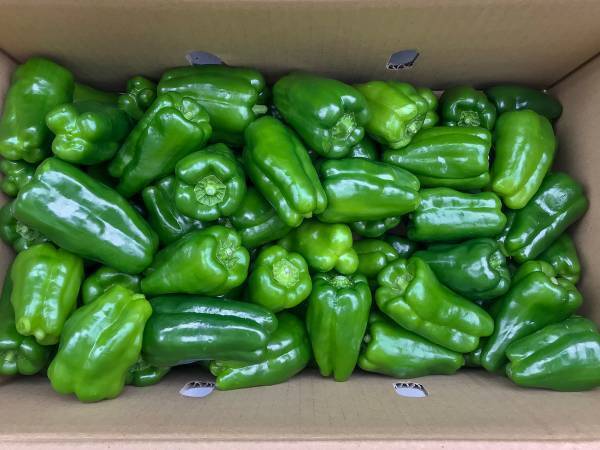 農家「黒いピーマンは捨てないで！」　呼びかけに「もっと早く知りたかった！」「衝撃」