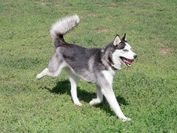 こんな『種を超えた友情』は初めて見た！　ハスキーと遊んでいるのは…？