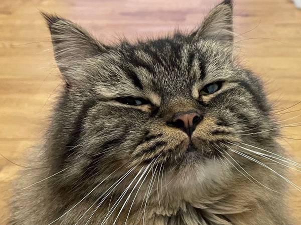 『遊んでくれる時』と『くれない時』の表情が違いすぎ！　猫の差に「吹き出した」