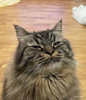 『遊んでくれる時』と『くれない時』の表情が違いすぎ！　猫の差に「吹き出した」