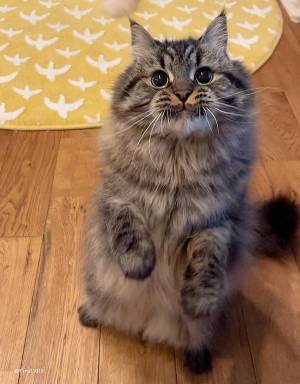 『遊んでくれる時』と『くれない時』の表情が違いすぎ！　猫の差に「吹き出した」