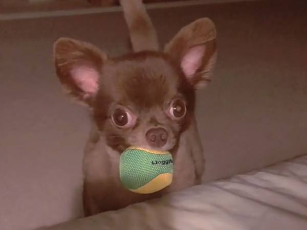 夜、トイレに行った飼い主　ヒソヒソ声で説得していたのは？