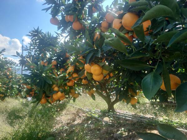 「ミカンを分けてください」と言われた農家　返ってきた言葉に「驚きの図々しさ」「信じられない…」