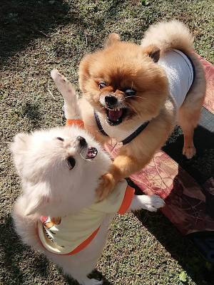 犬が楽しそうに遊んでいる…はずが！？　不穏な光景に「完全に修羅場」「笑いすぎてむせた」