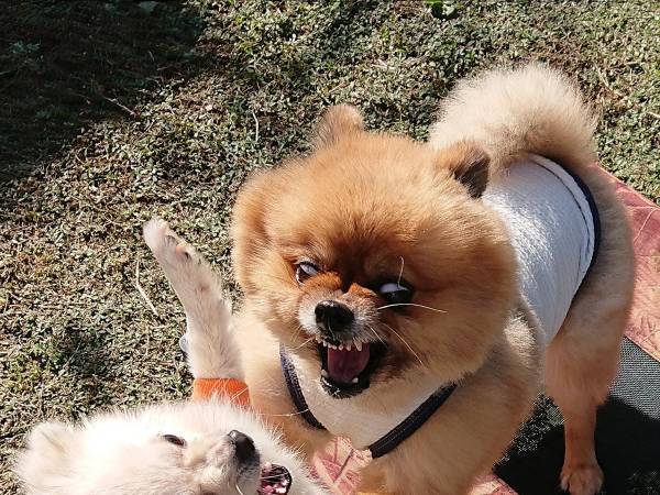 犬が楽しそうに遊んでいる…はずが！？　不穏な光景に「完全に修羅場」「笑いすぎてむせた」