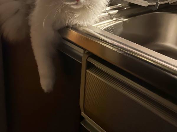 「晩御飯キッチンにあるよ」と言われた夫　目にした光景に「最高の一品！」「疲労バイバイ」