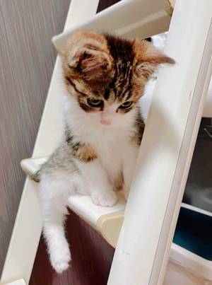 階段を降りられなくなった子猫　飼い主に見せた表情に「可愛すぎ」の声