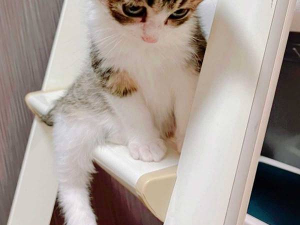 階段を降りられなくなった子猫　飼い主に見せた表情に「可愛すぎ」の声