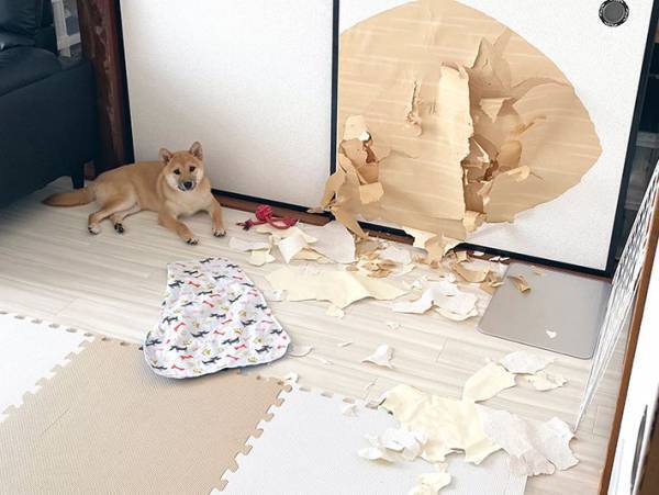 お迎えしたばかりの柴犬　飼い主の『自慢の１枚』に衝撃