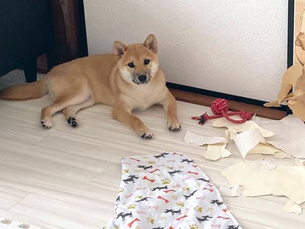 お迎えしたばかりの柴犬　飼い主の『自慢の１枚』に衝撃