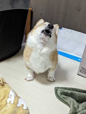 「なんてかわいい変顔」　飼い主が投げたボールを取りそこねたコーギーが？