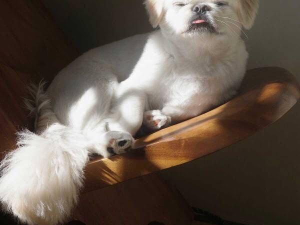 絵画のよう 神々しい 日の当たる場所で寝ようとした犬の表情が 22年11月9日 ウーマンエキサイト 1 2