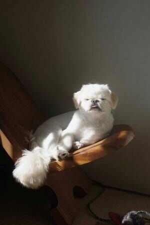 「絵画のよう」「神々しい」　日の当たる場所で寝ようとした犬の表情が？
