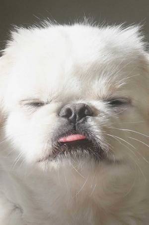 「絵画のよう」「神々しい」　日の当たる場所で寝ようとした犬の表情が？