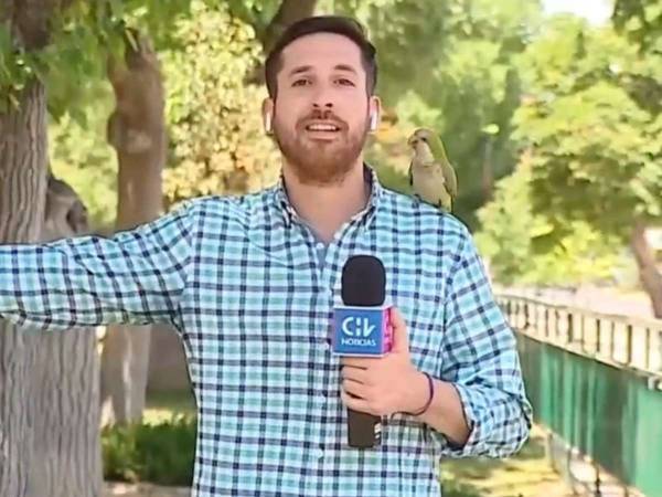 リポーターの肩に止まった鳥　メルヘンな絵面から一転？「素早い犯行！」