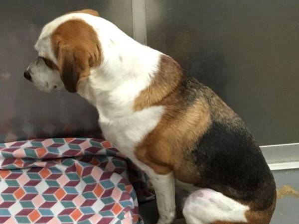 犬を引き取った里親　翌年、施設に返してきた身勝手な理由に「理解できない」