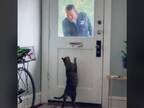 「どちらもかわいい！」　郵便配達員と猫の動画に、メロメロになる女性が続出