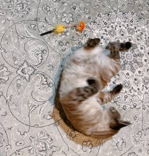 飼い主「エサの補充を忘れた！」　ペットカメラの光景に「圧に吹いた」「ご、ごめんなさい…」