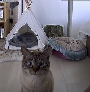 飼い主「エサの補充を忘れた！」　ペットカメラの光景に「圧に吹いた」「ご、ごめんなさい…」