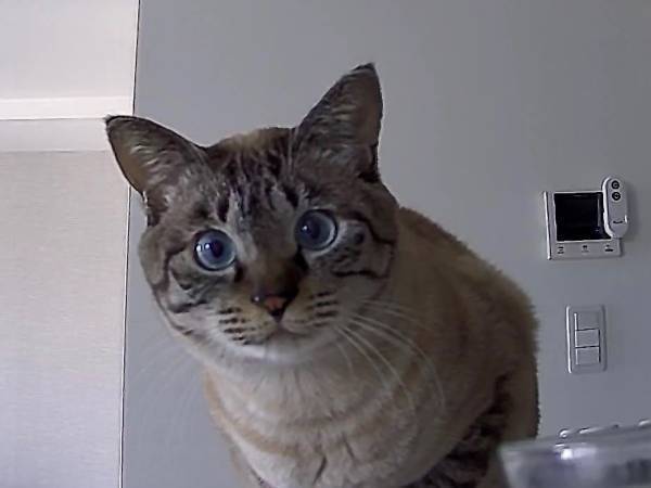 飼い主「エサの補充を忘れた！」　ペットカメラの光景に「圧に吹いた」「ご、ごめんなさい…」
