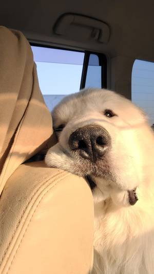 ドッグランで全力で遊んだ犬　帰りの様子に「完全に溶けてる！」「やり切った感」