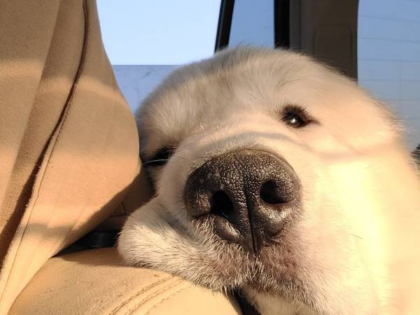 ドッグランで全力で遊んだ犬　帰りの様子に「完全に溶けてる！」「やり切った感」