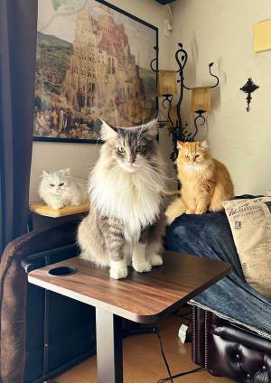 朝ご飯を催促する猫がかっこよすぎて？　写真に「完璧なフォーメーション」