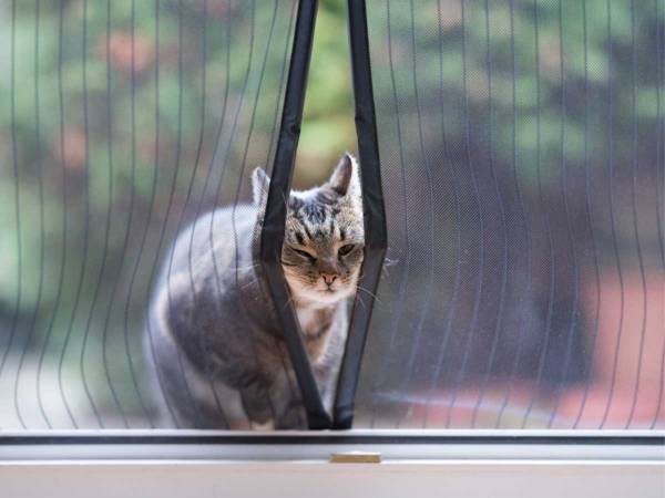網戸カーテンをくぐる犬　それを見た猫は？「これは予想外」「バスの中で吹いた」