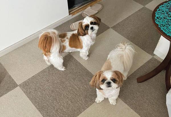 「脚の毛は短めで」とオーダー　結果、愛犬が昭和のヤンキーに！