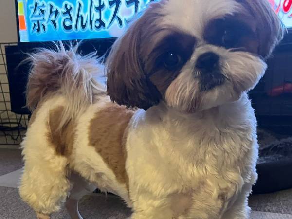 「脚の毛は短めで」とオーダー　結果、愛犬が昭和のヤンキーに！