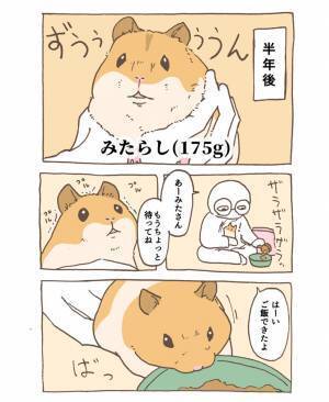 妖精のようだった子ハムスター　成長ぶりがすさまじい！