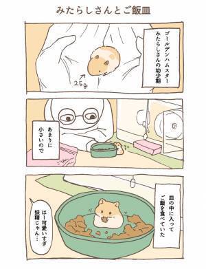 妖精のようだった子ハムスター　成長ぶりがすさまじい！