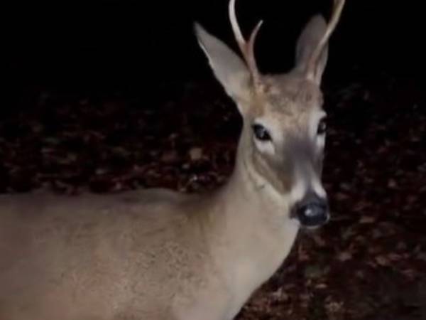 庭に現れたシカ　男性が「こっちへおいで」というと？　「感動的」「涙が出そう」