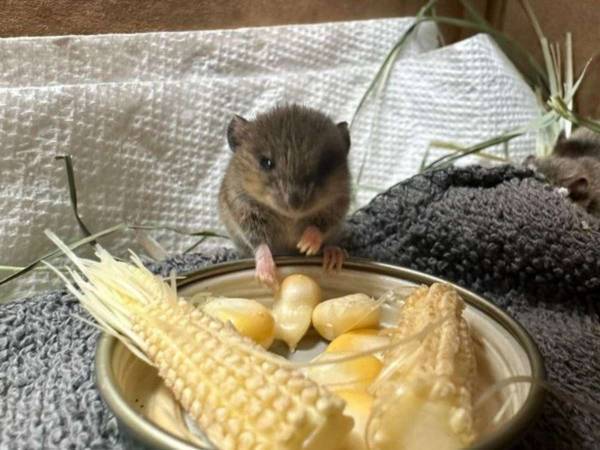 トウモロコシの粒が大きく見える？　ある動物の赤ちゃんに「なんてかわいいの！」