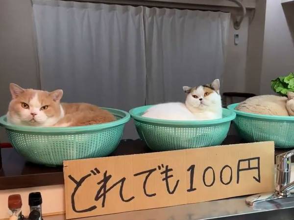 『毛深い野菜』がどれでも１００円　かごの中を見ると？