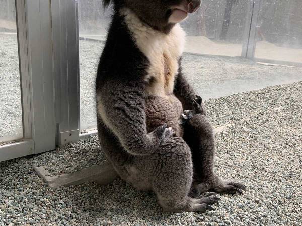 「缶コーヒーを渡したくなった」　飼育員を待つコアラの姿が、渋かった