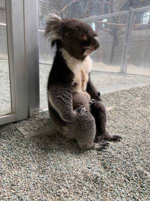 「缶コーヒーを渡したくなった」　飼育員を待つコアラの姿が、渋かった