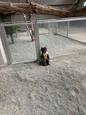 「缶コーヒーを渡したくなった」　飼育員を待つコアラの姿が、渋かった