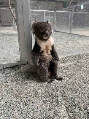 「缶コーヒーを渡したくなった」　飼育員を待つコアラの姿が、渋かった