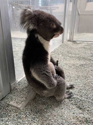 「缶コーヒーを渡したくなった」　飼育員を待つコアラの姿が、渋かった