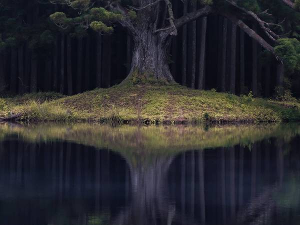 「完全に木のボス」　ただならぬオーラを放つ『一本杉』の写真に反響！