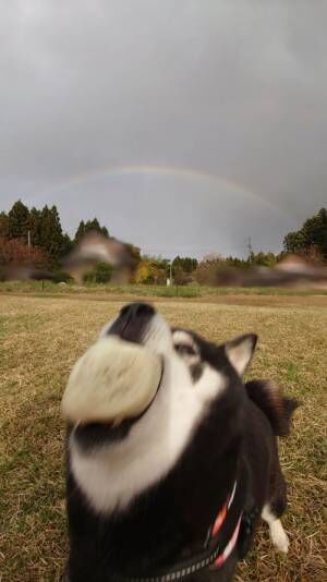 「愛犬と虹を撮りたかっただけなのに」　奇跡の１枚に腹筋崩壊！