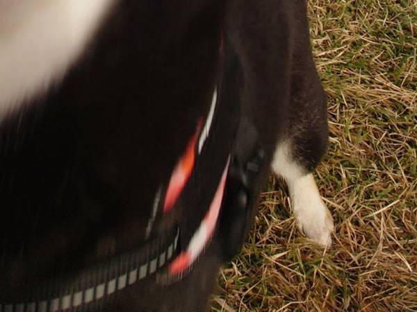 「愛犬と虹を撮りたかっただけなのに」　奇跡の１枚に腹筋崩壊！