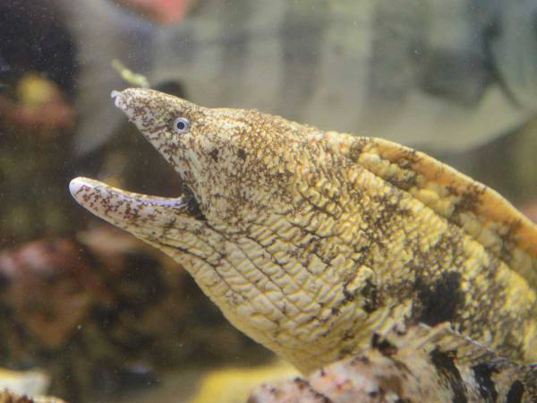 強面なウツボのコスプレ姿に、萌える人続出　「初めて可愛いと思った」