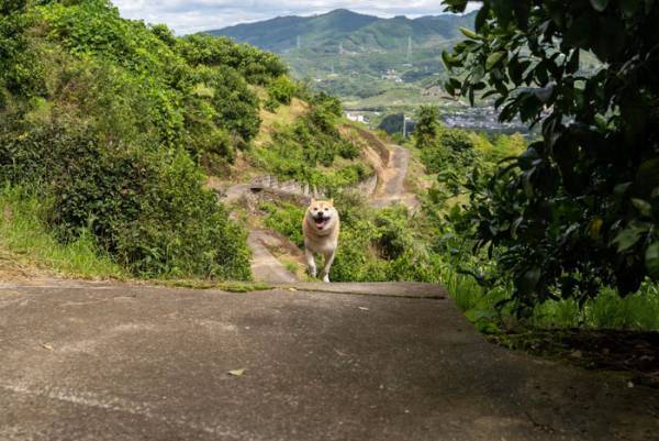 柴犬が向こうから…　飼い主が驚いた柴犬の『連続写真４枚』はこちら！