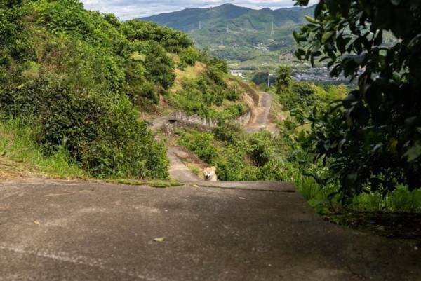 柴犬が向こうから…　飼い主が驚いた柴犬の『連続写真４枚』はこちら！