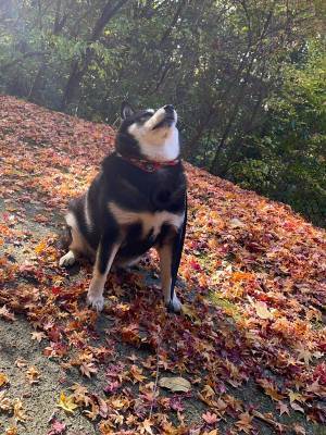 「声を出して笑った」　無茶ぶりに応える柴犬に吹き出す！