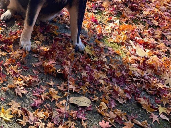 「声を出して笑った」　無茶ぶりに応える柴犬に吹き出す！